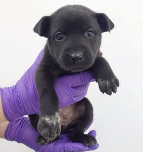 【待認養】混種犬 狗 (女生) - 花蓮縣狗貓躍動園區