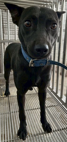 【待認養】混種犬 狗 (女生) - 花蓮縣狗貓躍動園區