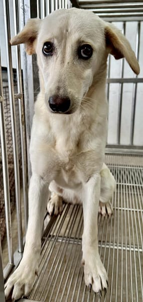 【待認養】混種犬 狗 (女生) - 花蓮縣狗貓躍動園區