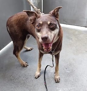 【待認養】混種犬 狗 (女生) - 新北市五股區公立動物之家