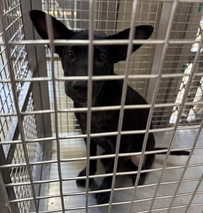 【待認養】混種犬 狗 (女生) - 嘉義市動物保護教育園區