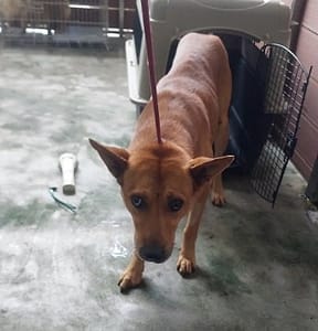 【待認養】混種犬 狗 (男生) - 新北市五股區公立動物之家
