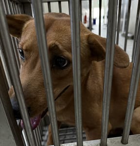 【待認養】混種犬 狗 (女生) - 嘉義市動物保護教育園區
