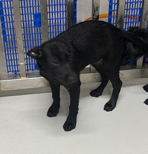 【待認養】混種犬 狗 (男生) - 基隆市寵物銀行