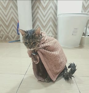 將族神獒犬舍