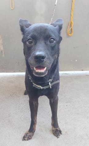 【待認養】混種犬 狗 (男生) - 新北市五股區公立動物之家