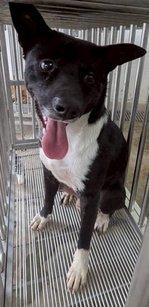 【待認養】混種犬 狗 (男生) - 花蓮縣狗貓躍動園區