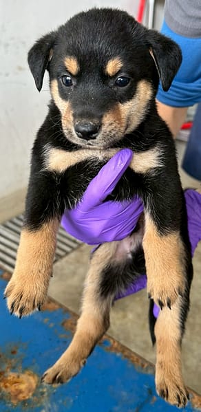 【待認養】混種犬 狗 (男生) - 花蓮縣狗貓躍動園區