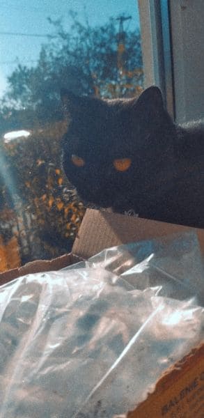 大魚寵物有限公司