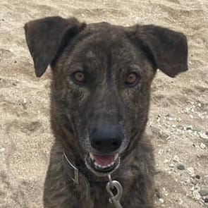 【待認養】混種犬 狗 (男生) - 澎湖縣流浪動物收容中心