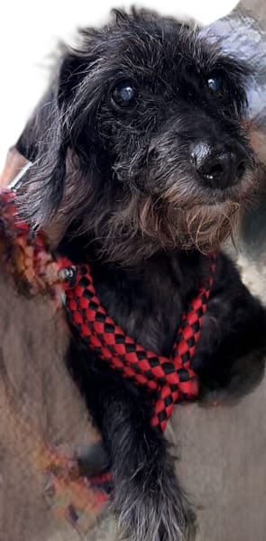 【待認養】長毛臘腸 狗 (女生) - 基隆市寵物銀行