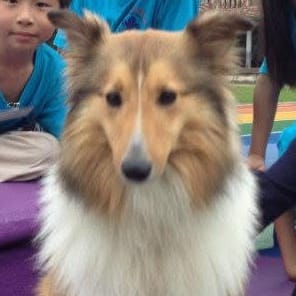 【急尋】混種犬 - 新北市汐止區橫科里民權路二段90號（白雲國小) (褐色和白色)