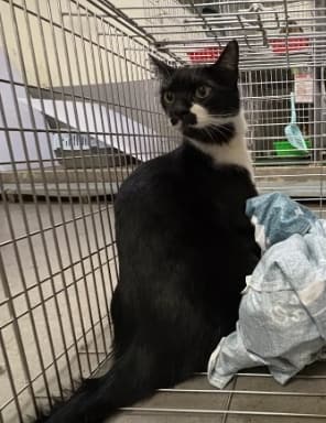 【待認養】混種貓 貓 (男生) - 新北市五股區公立動物之家