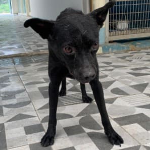 【待認養】混種犬 狗 (女生) - 苗栗縣動物保護教育園區