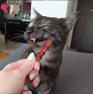 善新寵物用品社