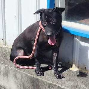 【待認養】混種犬 狗 (女生) - 新北市中和區公立動物之家