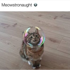 毛毛屋寵物美容