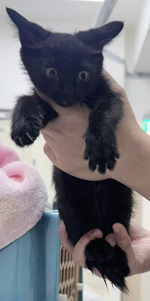 【待認養】混種貓 貓 (女生) - 花蓮縣狗貓躍動園區