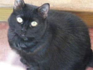 吉霸寵物美容沙龍