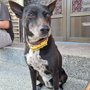 【急尋】混種犬 - 雲林縣口湖鄉梧北村復興路105-14號 (黑色)