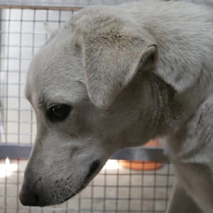 【待認養】混種犬 狗 (女生) - 臺南市動物之家善化站