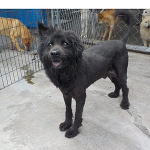 【待認養】混種犬 狗 (男生) - 南投縣公立動物收容所