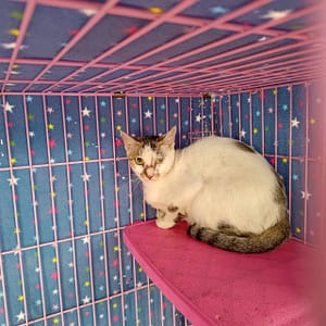 【待認養】混種貓 貓 (女生) - 臺北市動物之家