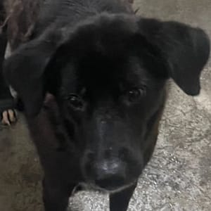 【待認養】混種犬 狗 (女生) - 澎湖縣流浪動物收容中心