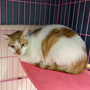 【待認養】混種貓 貓 (男生) - 臺北市動物之家