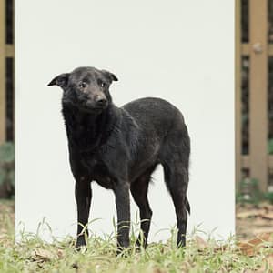 【待認養】混種犬 狗 (女生) - 新北市中和區公立動物之家