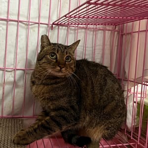 【待認養】混種貓 貓 (女生) - 臺北市動物之家