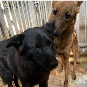 【待認養】混種犬 狗 (男生) - 臺南市動物之家善化站