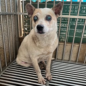 【待認養】混種犬 狗 (女生) - 桃園市動物保護教育園區