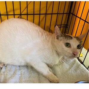 【待認養】混種貓 貓 (女生) - 臺北市動物之家