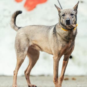 【待認養】混種犬 狗 (女生) - 新北市五股區公立動物之家