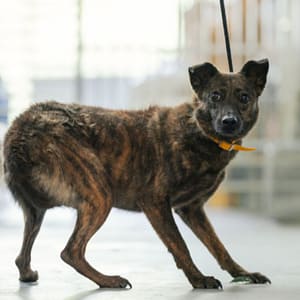【待認養】混種犬 狗 (女生) - 新北市五股區公立動物之家