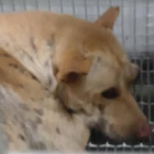 【待認養】混種犬 狗 (男生) - 臺南市動物之家善化站