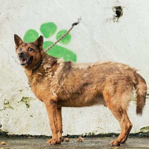 【待認養】混種犬 狗 (男生) - 新北市五股區公立動物之家