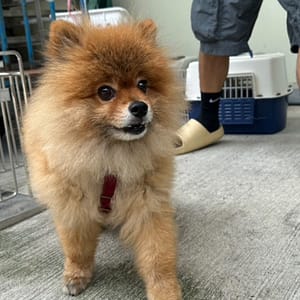【待認養】博美犬 狗 (男生) - 臺北市動物之家