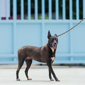 【待認養】混種犬 狗 (女生) - 新北市八里區公立動物之家