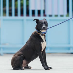 【待認養】混種犬 狗 (男生) - 新北市八里區公立動物之家