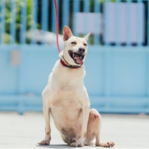 【待認養】混種犬 狗 (男生) - 新北市八里區公立動物之家