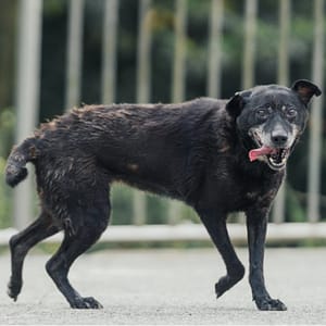 【待認養】混種犬 狗 (女生) - 新北市三芝區公立動物之家