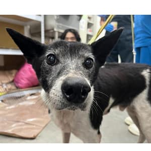 【待認養】混種犬 狗 (男生) - 臺北市動物之家