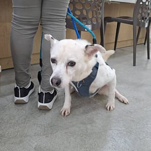 【待認養】混種犬 狗 (女生) - 臺北市動物之家