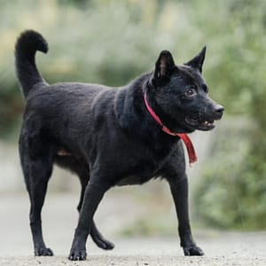 【待認養】混種犬 狗 (女生) - 新北市新店區公立動物之家
