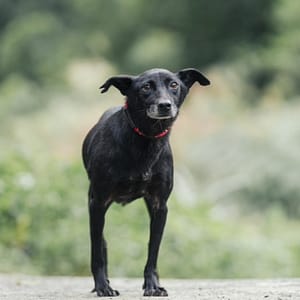 【待認養】混種犬 狗 (女生) - 新北市新店區公立動物之家