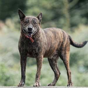【待認養】混種犬 狗 (男生) - 新北市新店區公立動物之家