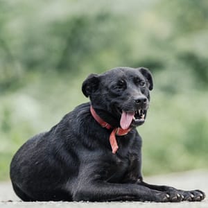 【待認養】混種犬 狗 (女生) - 新北市新店區公立動物之家