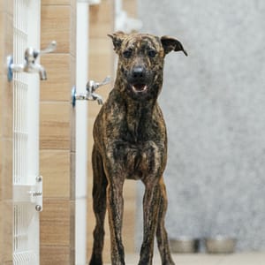 【待認養】混種犬 狗 (女生) - 新北市瑞芳區公立動物之家
